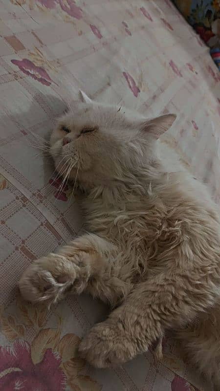 Triple Coat White Persian Male Cat For Sale 0