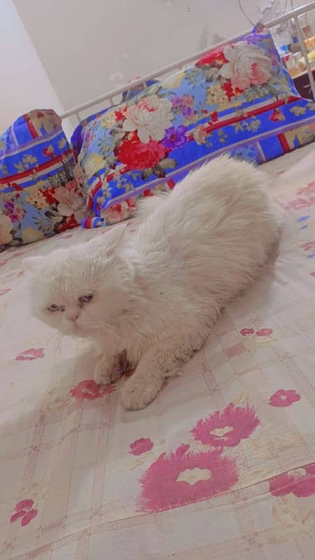 Triple Coat White Persian Male Cat For Sale 1