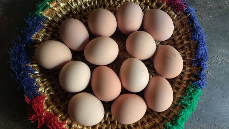 Fertile Eggs of RIR Karachi 0