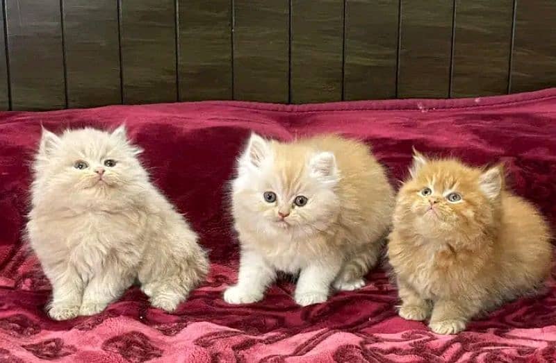 Persian kittens triple coat for sale contact whatsap 03292450894 0