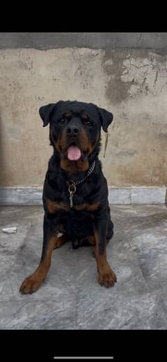 Rottweiler