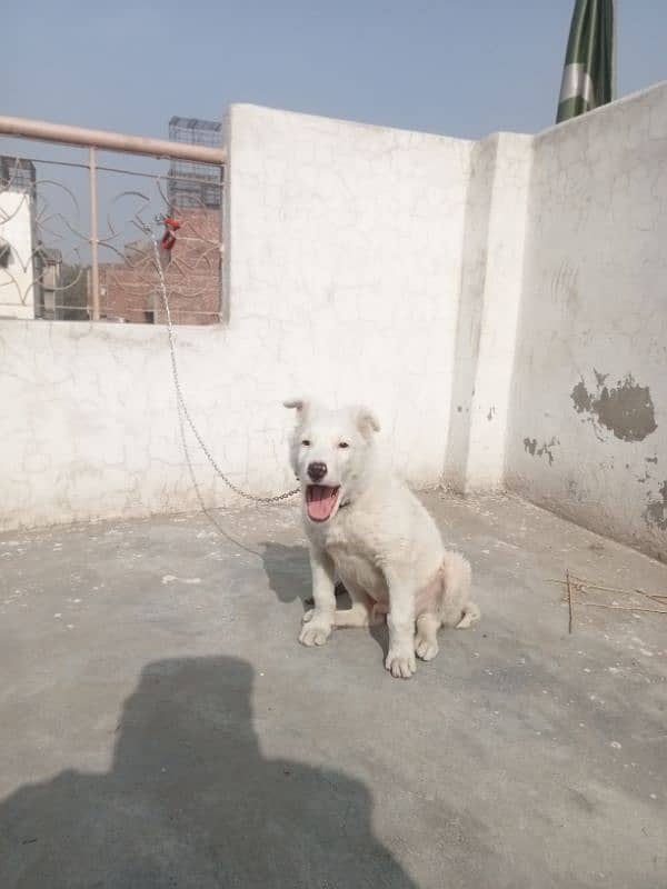 gultair dog age 3 month 20 days paisy Kam ho jaye gy 1