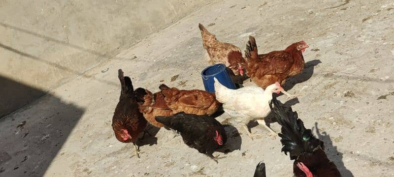 Egg laying Hens hen sari 3