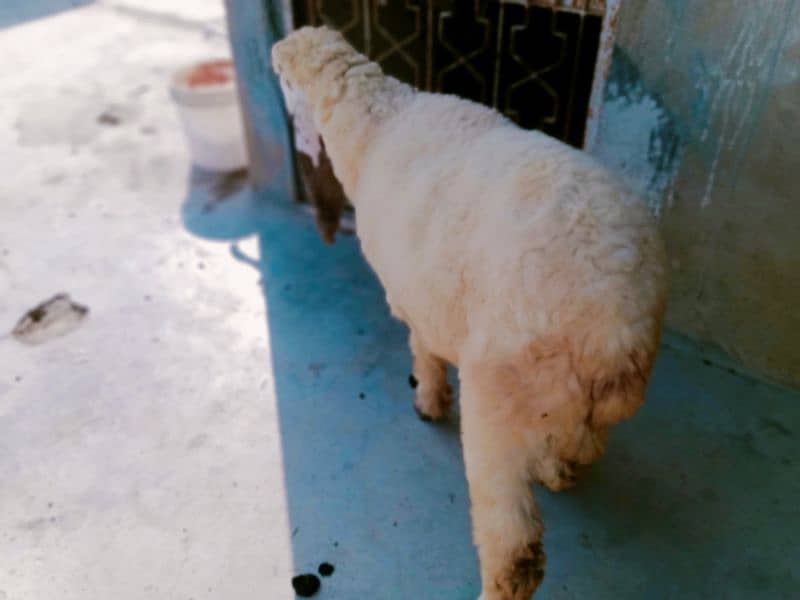 sheep Dumba for sale 0