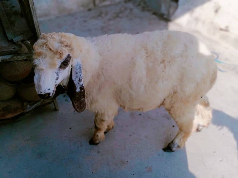 sheep Dumba for sale 2