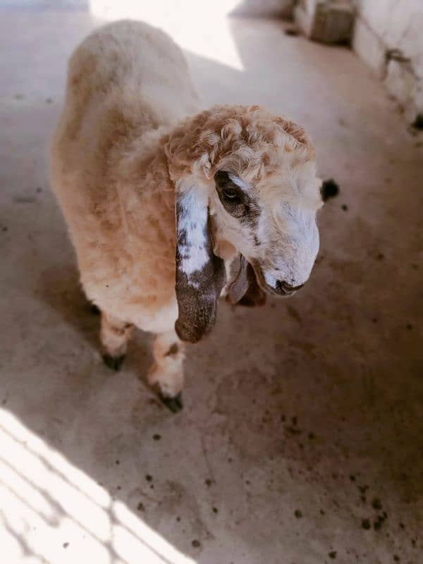 sheep Dumba for sale 3