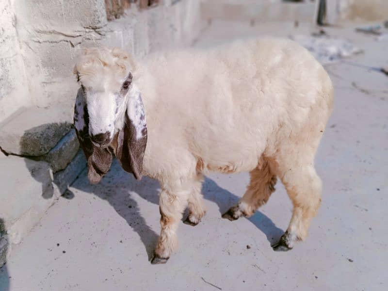 sheep Dumba for sale 4