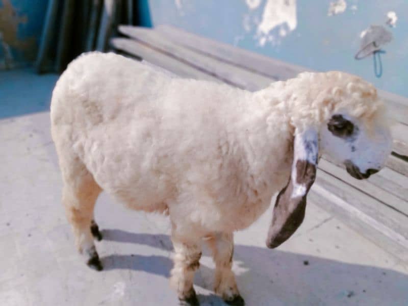 sheep Dumba for sale 5