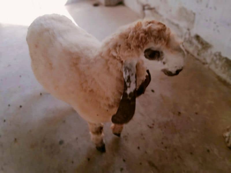 sheep Dumba for sale 7