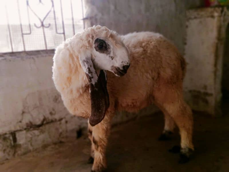 sheep Dumba for sale 8