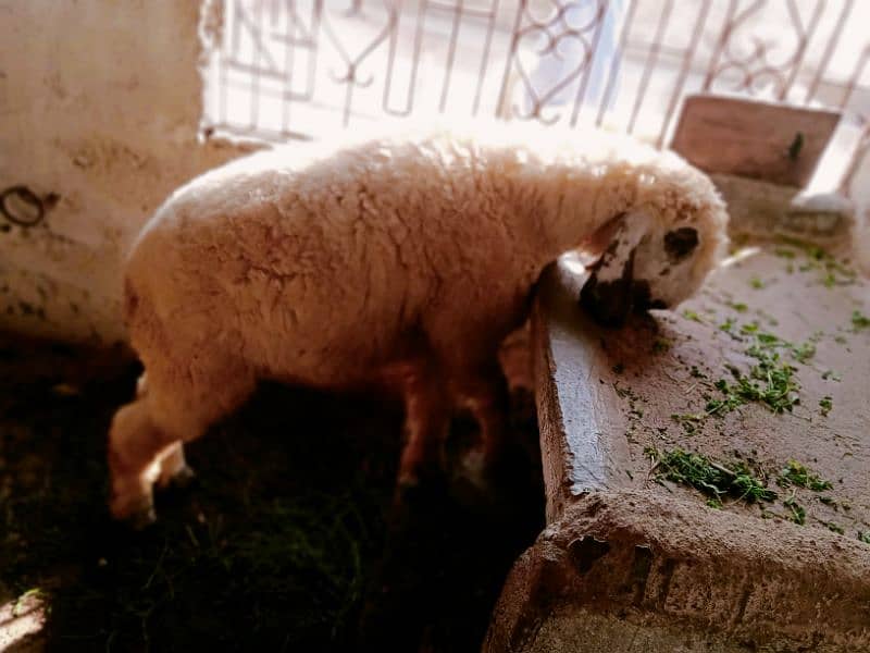 sheep Dumba for sale 9