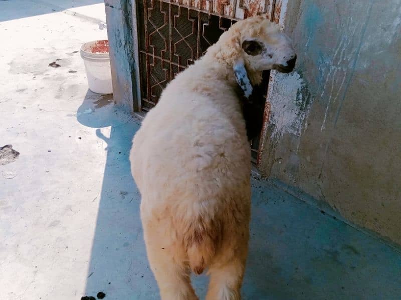 sheep Dumba for sale 10