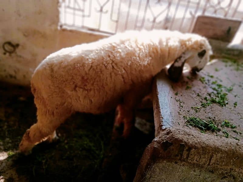 sheep Dumba for sale 11