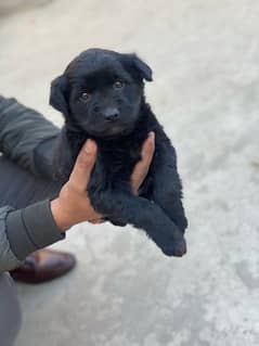 black german shaperd dog