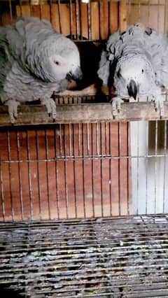 African Grey breeder pair