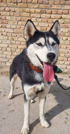 MALE HUSKEY FOR SALE