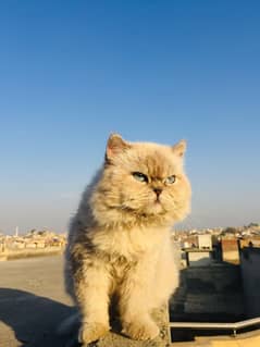 Samsa and Persian cat