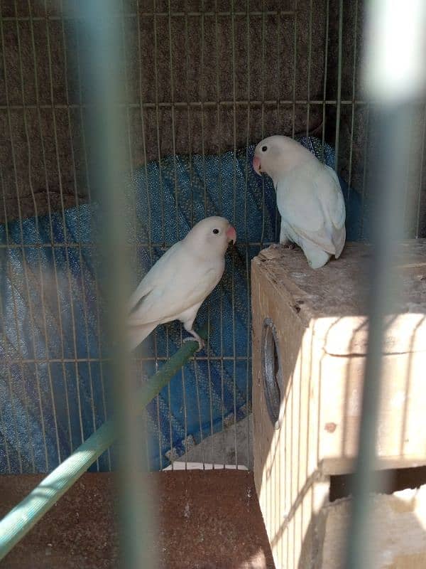 Commercial lovebirds available with eggs and chiks 1