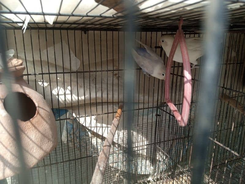 Commercial lovebirds available with eggs and chiks 6