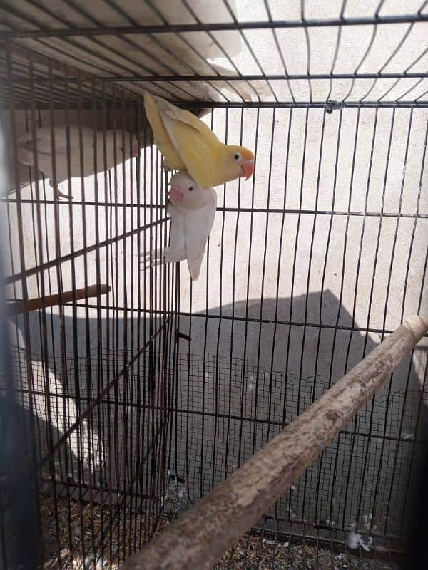 Commercial lovebirds available with eggs and chiks 10