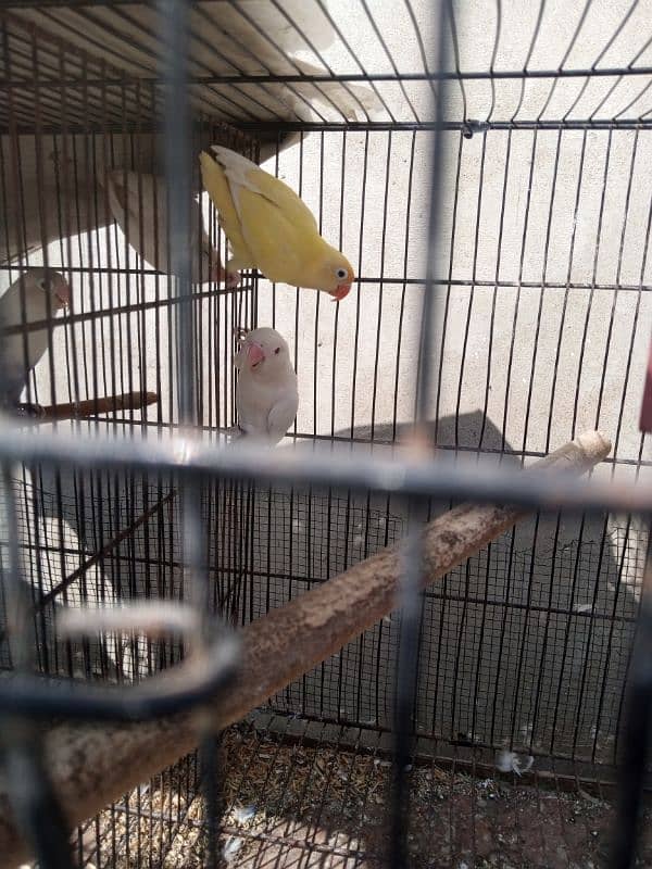 Commercial lovebirds available with eggs and chiks 11