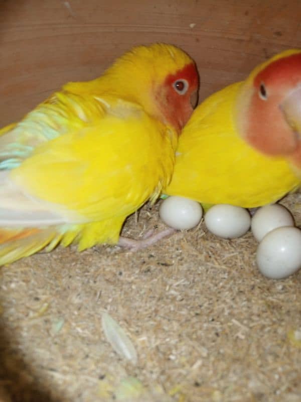 Commercial lovebirds available with eggs and chiks 12