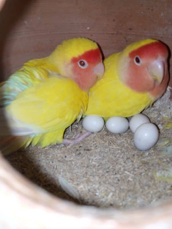 Commercial lovebirds available with eggs and chiks 13