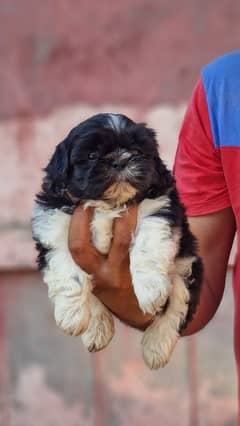 PURE SHIH TZU PUNCH FACE PUPPY| HEAVY BONE | BEAUTIFUL PUPPY FOR SALE