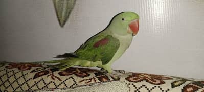 tamed raw parrot male for sale