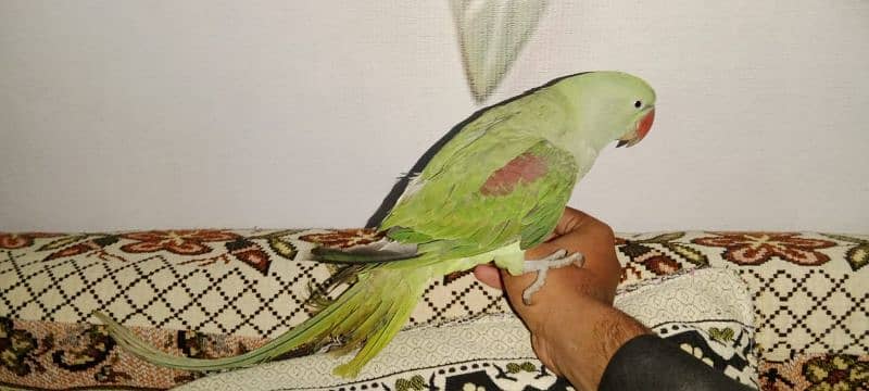 tamed raw parrot male for sale 1