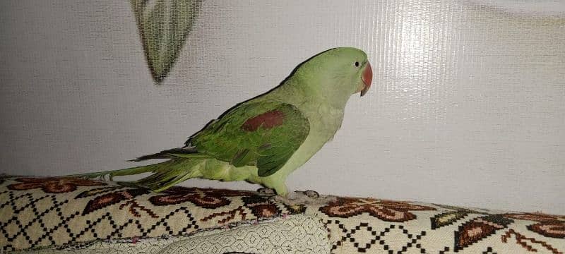 tamed raw parrot male for sale 2