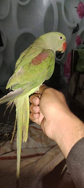 tamed raw parrot male for sale 3