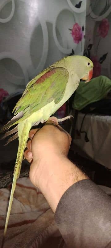 tamed raw parrot male for sale 4