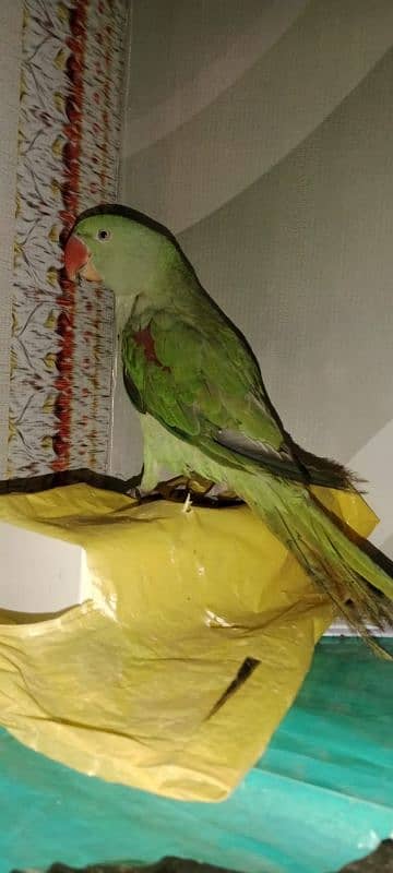 tamed raw parrot male for sale 5