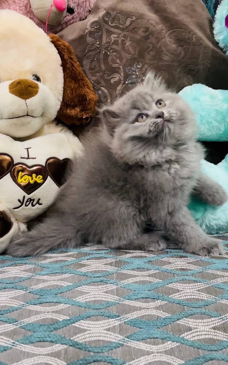 Cash on DeliveryPure persian high quality breed kuttens 1