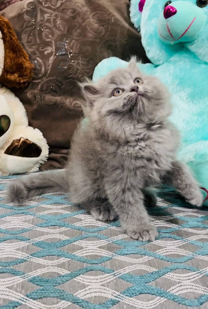 Cash on DeliveryPure persian high quality breed kuttens 2