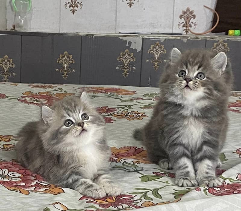 CASH ON DELIVERY(BLUE EYE PURE PERSIAN KITTENS TRIPLE COATED) WHATSAPP 3