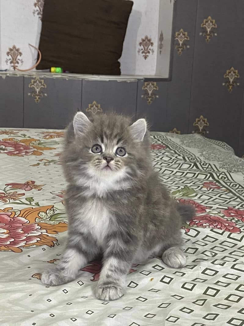 CASH ON DELIVERY(BLUE EYE PURE PERSIAN KITTENS TRIPLE COATED) WHATSAPP 4