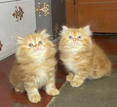 GIFT QUALITY pure persian kittens high quality healthy[Cash on deliver