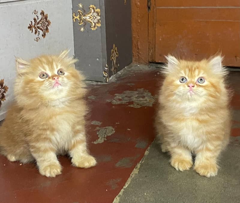 GIFT QUALITY pure persian kittens high quality healthy[Cash on deliver 13