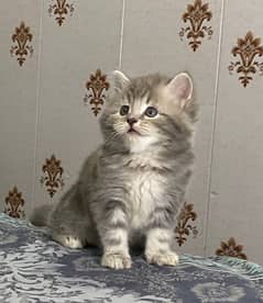 PURE BREED IMPORTED BREED KITTENS VERY LONG FURR)(CASH ON DELIVERY)