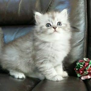 KITTENS HI KITTENS TRIPLE COATED HIGH QUALITY BREEDS HEALTHY COD 3