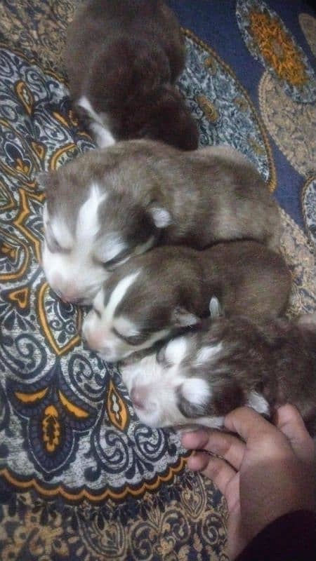 husky puppy 4