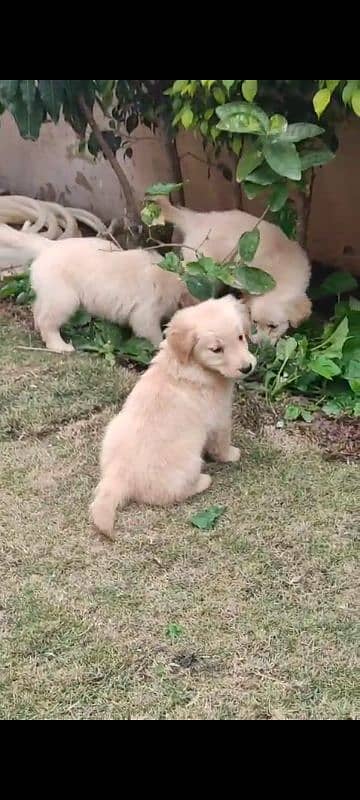 Golden retriever puppies male female available for new home 7