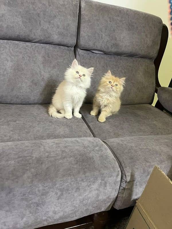 Persian kittens Available Whatsapp number 03251905001 1