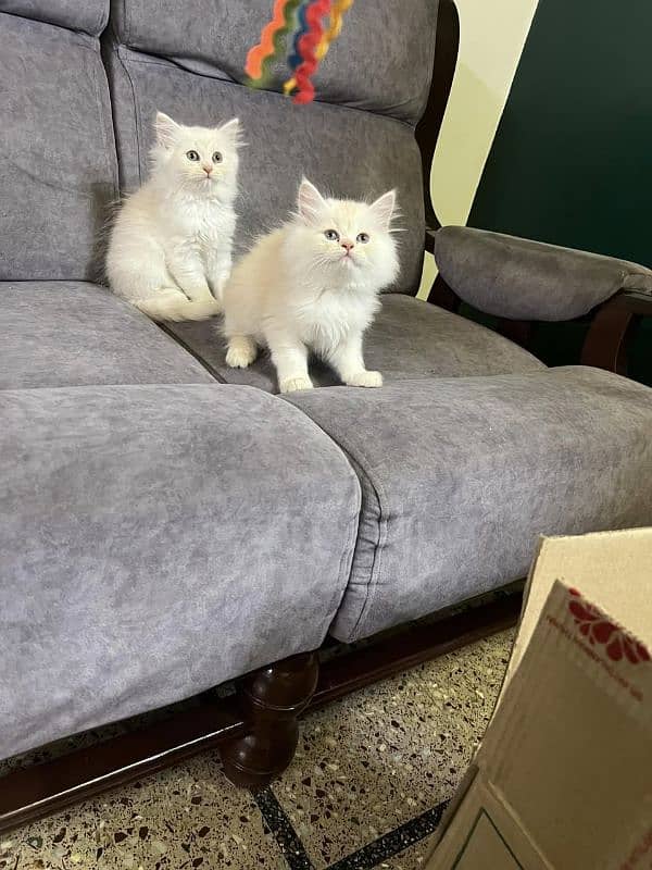 Persian kittens Available Whatsapp number 03251905001 2