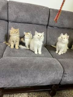 Persian kittens Available Whatsapp number 03251905001