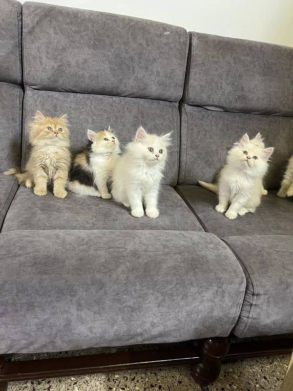 Persian kittens Available Whatsapp number 03251905001 1