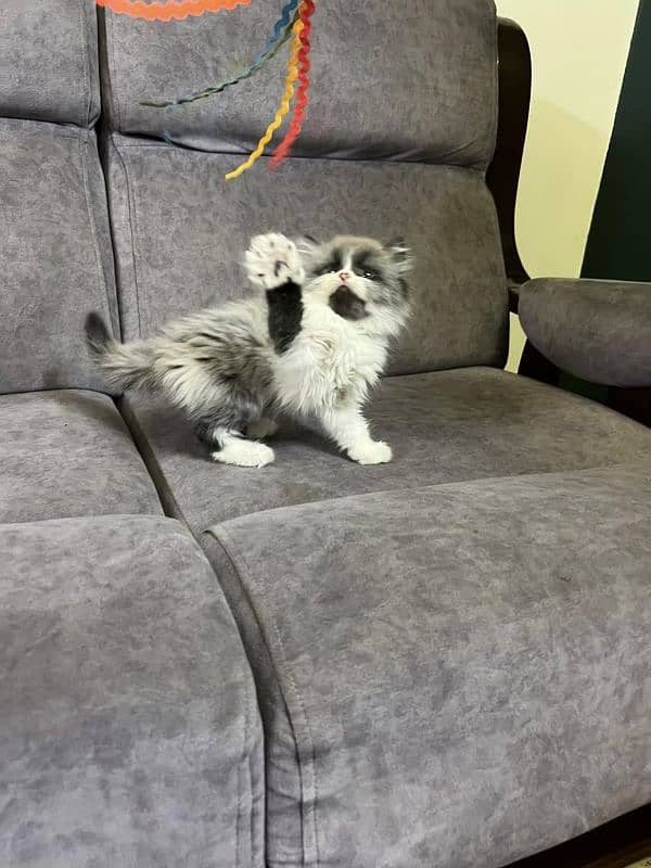 Persian kittens Available Whatsapp number 03251905001 0