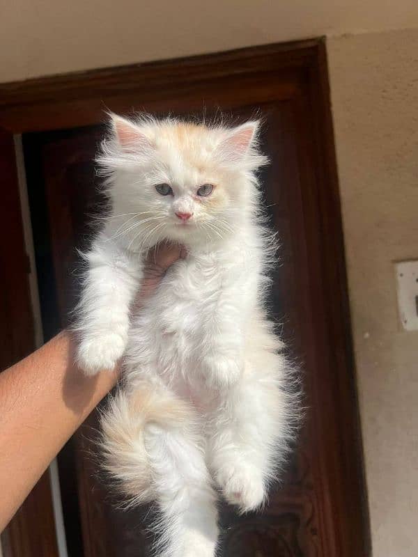 Persian kittens Available Whatsapp number 03251905001 0